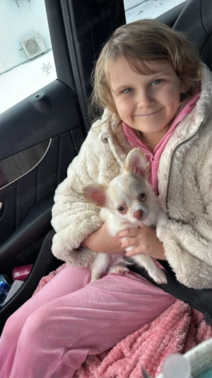 Wunderschöne Chihuahua Welpen 