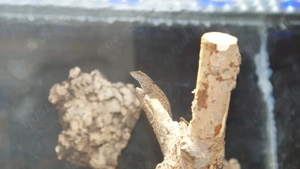 Bahamaanoli 2.2 NZ März 25