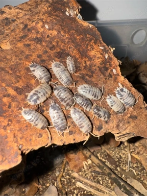 Porcellio laevis  Panda 