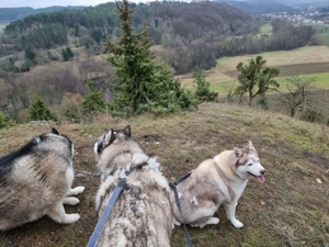 Siberian Husky sucht liebevolle Hände 