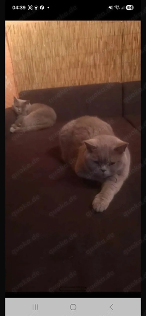 Liebevolle Britisch Kurzhaar Kater suchen neues Zuhause