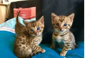 Reinrassige Bengal Kittens