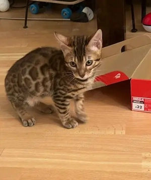 Reinrassige Bengal Kittens