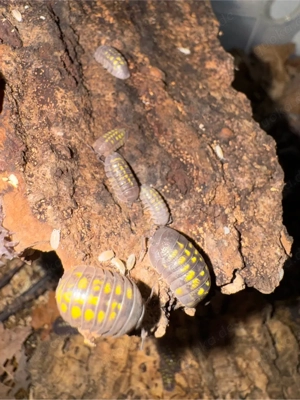 Armadillidium granulatum