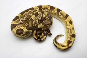 Adultes Königspython Männchen "Enchi Fire Yellow Belly Sugar 100% het Piebald"
