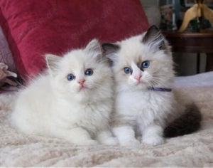 Ragdoll-Kätzchen WhatsApp: (15510055069)