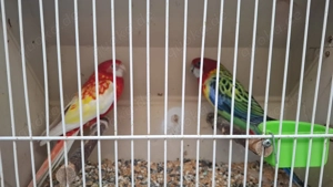 Prachtrosellas abzugeben