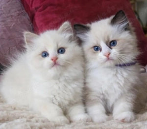 Ragdoll-Kätzchen 