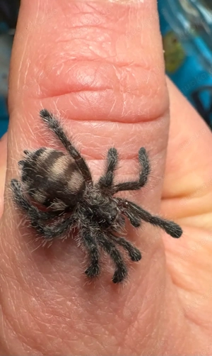 Vogelspinne Avicularia purpurea