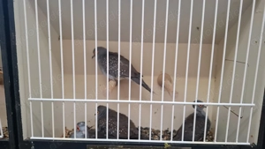 Diamanttauben 2 paar 