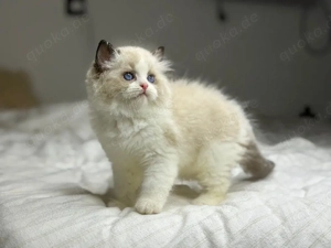 Ragdoll-Kätzchen WhatsApp: (15510055069)