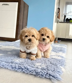 Wunderschöne, verschmuste Maltipoo Welpen (Malteser - Toypudel)