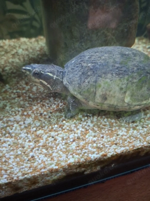 wasser Schildkröten