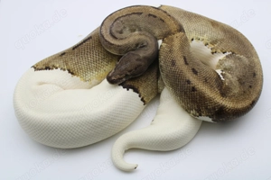 Adultes Königspython Weibchen "Pinstripe Piebald"