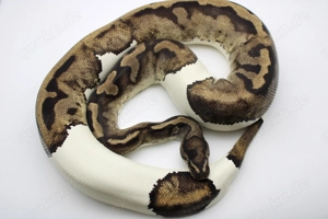 Adultes Königspython Weibchen "Piebald"