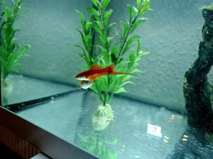 Schwert Träger Paar