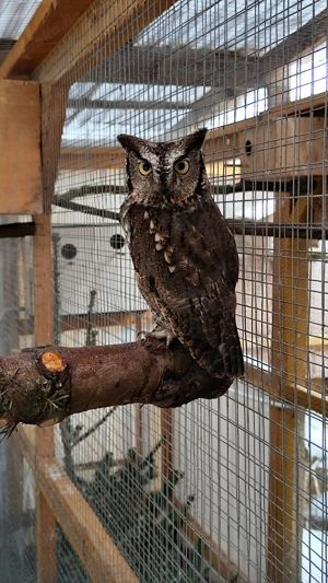 Kennicottii-Eule   Westkreischeule