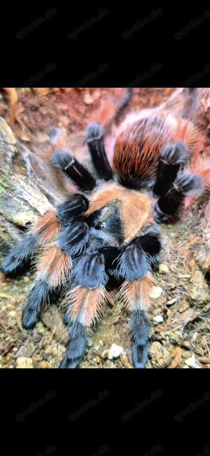 Vogelspinnen *Übergabe Hamm 14.03.2026 