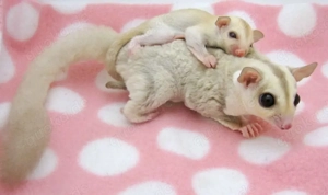 Fantastische Sugarbabies