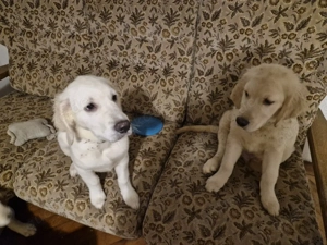Welpen Golden Retriever 