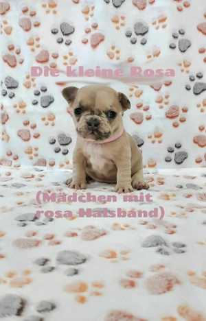 Einzigartige Französische Bulldoggen   Welpen   freiatmend   blaue Augen 