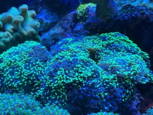 Euphyllia 