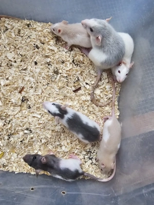 Farbratten Ratten Jungtiere männlich Böcke Männchen