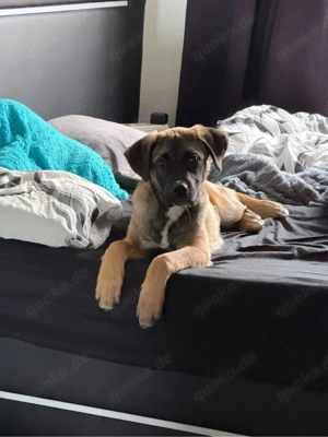 Mischlingsrüde Momo