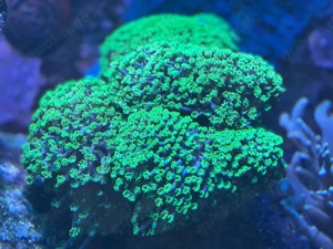 Alveopora Korallenableger 