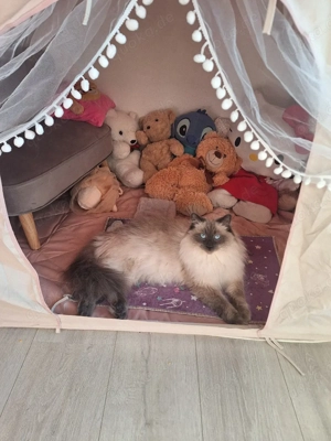 Reinrassige Ragdoll Kitten 