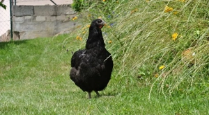 Hühner,Hennen, Jersey Gaint Hennen