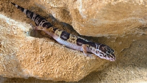Leopardgecko 0.1 Tremper Albino
