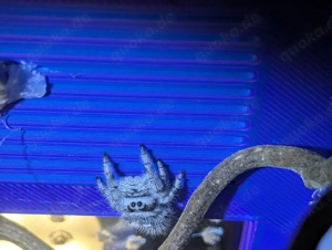 Phidippus regius white Bahamas 