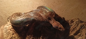 Boa constrictor Leopard 