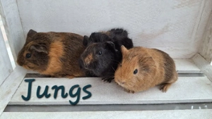 Junge Meerschweinchen Böcke 