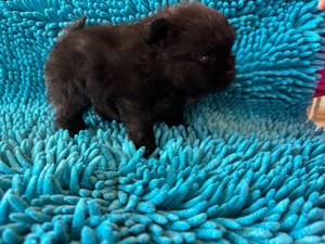 Pomeranian Welpen Bild 4