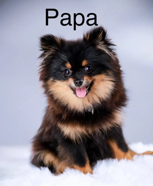 Pomeranian Welpen Bild 7