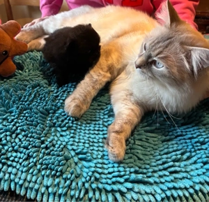 Pomeranian Welpen Bild 5