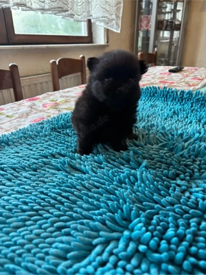 Pomeranian Welpen Bild 6