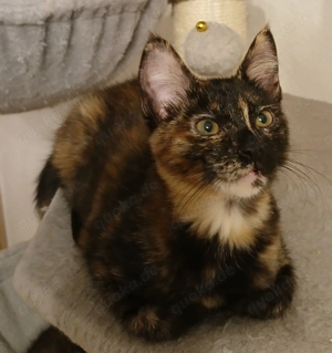 Maine Coon Siam kätzchen