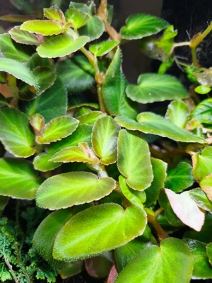  Terrarium Pflanze  Begonia Thelmae