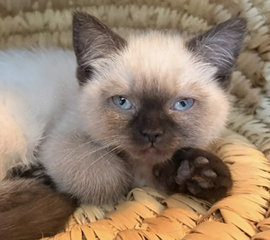 *Abgabebereit* BKH Kitten suchen ein liebevolles Zuhause 