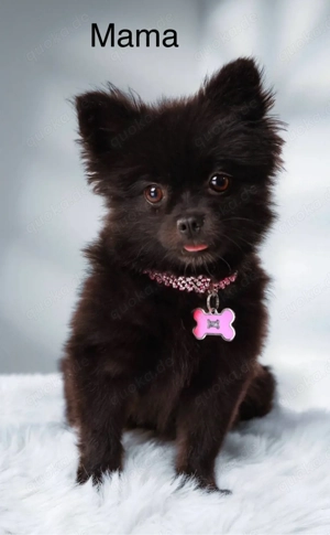 Pomeranian Welpen Bild 8