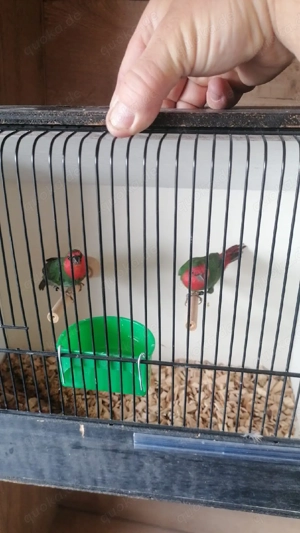 Rotköpfige Papageiamadinen abzugeben 