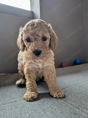 Letzter Zwergpudel Rüde Pudel welpe 