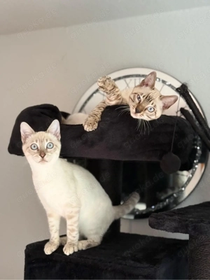 2 Bengal-Geschwister suchen ein neues Zuhause