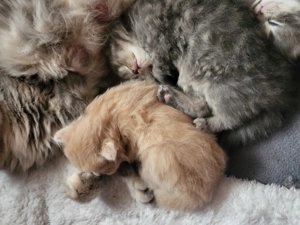 Süße Maine Coon Perserkitten suchen dich 