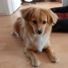 Semmel 30 cm   Die Kleine [auf Pflegestelle in 16761 Hennigsdorf]