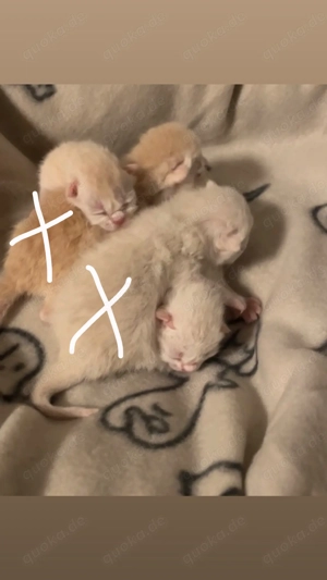 BKH kitten britsch kurzer