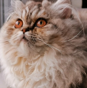 Sie ist so wunderschön, und hat bisher immer noch kein Zuhause gefunden,vllt demnächst? 